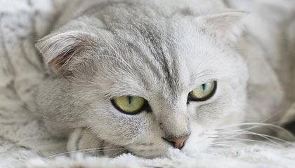 乐鱼VIP注册指南：畅享专属特权与高额福利