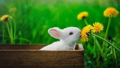 精雕细刻！哈利伯顿收获个人专属木雕版Hali1